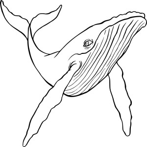 Baleine à bosse dessin
