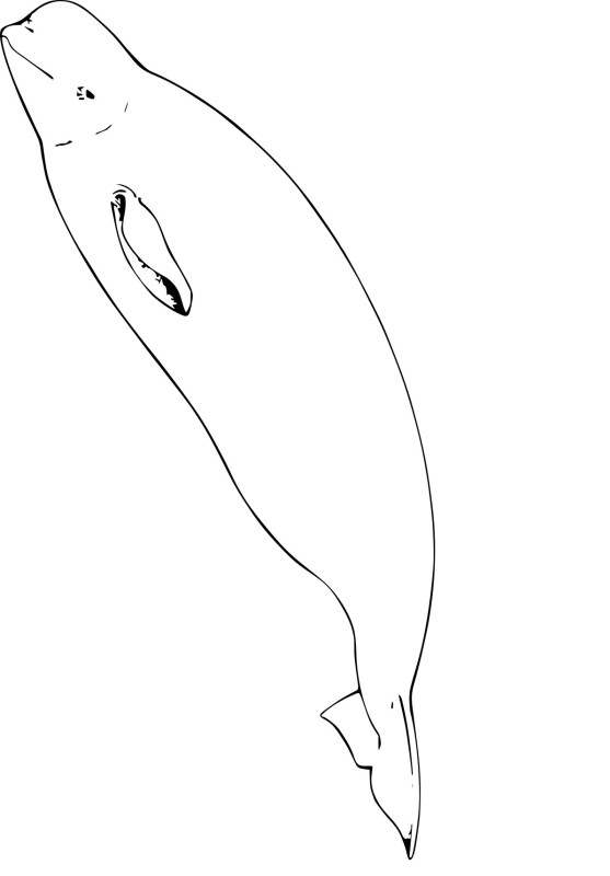 Beluga dessin
