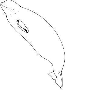 Beluga dessin