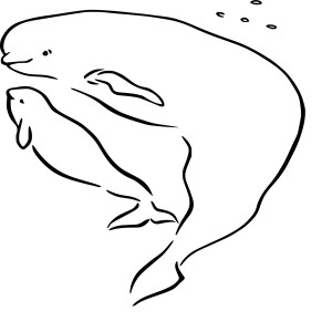 Beluga