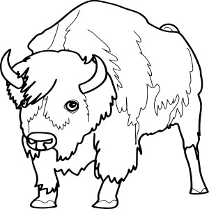 Bison animal