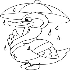 Canard sous la pluie
