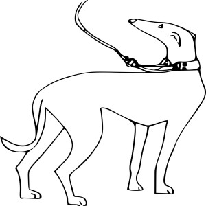 Chien whippet