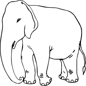 Elephant adulte