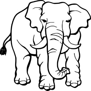 Elephant dessin