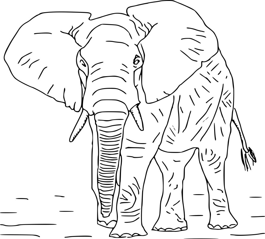 Elephant difficile