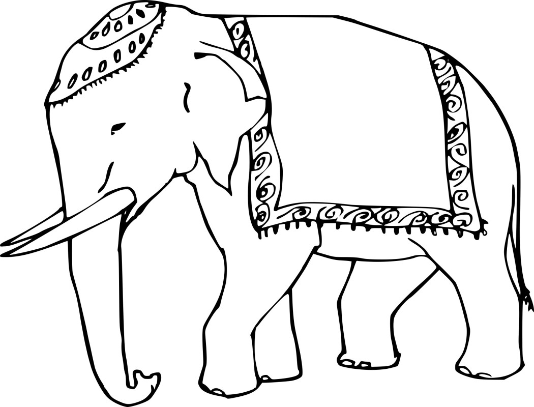 Elephant d'Inde