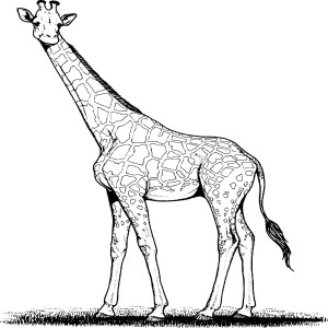 Girafe adulte