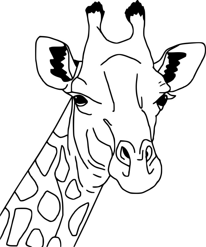 Girafe dessin