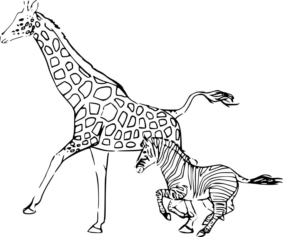 Girafe et Zèbre