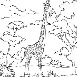 Girafe mange des feuilles