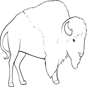 Gros bison