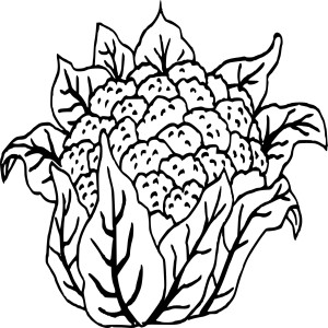 Legume chou-fleur