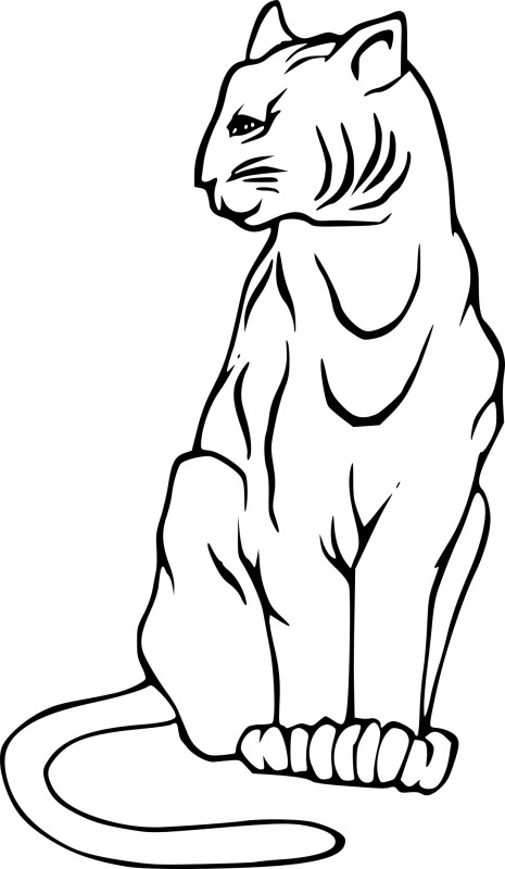 Lynx dessin