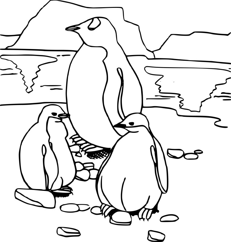 Pingouin banquise dessin