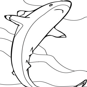 Requin dessin