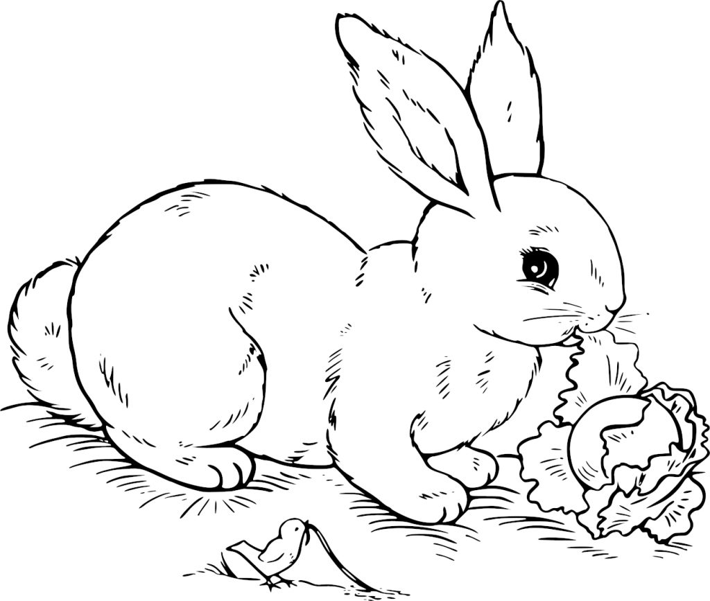 Coloriage de lapin mangeant un chou